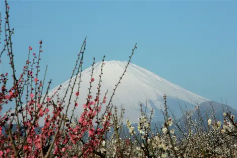 Le mont Fuji vu du parc des pruniers de Soga Bairin à Odawara Le mont Fuji vu du parc des pruniers de Soga Bairin à Odawara