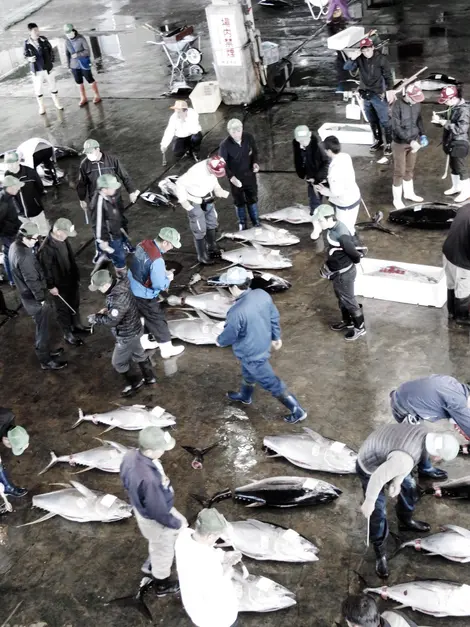 Le marché aux poissons de Kii-Katsuura Le marché aux poissons de Kii-Katsuura