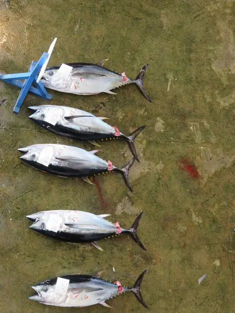 Le marché aux poissons de Kii-Katsuura Le marché aux poissons de Kii-Katsuura
