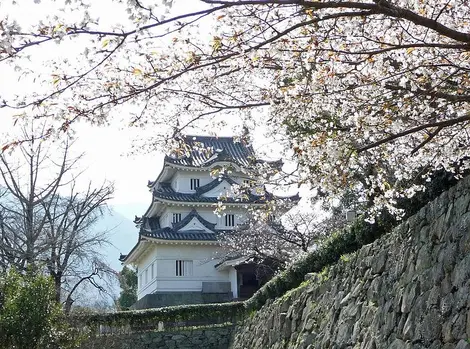 Château d'Uwajima sous les sakura