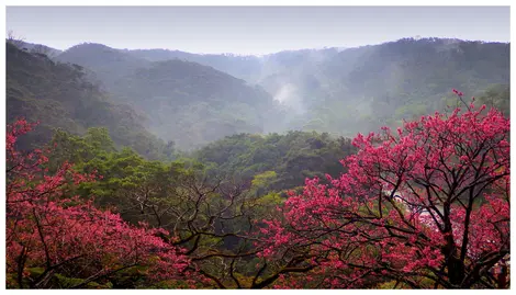 Cerisiers de Taïwan au mont Yaedake, Okinawa