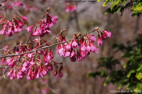 Kanhizakura - Prunus campanulata