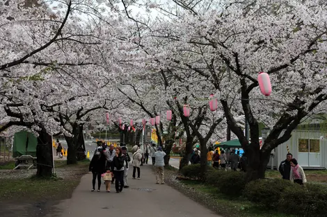 Tunnel de sakura à Kitakami