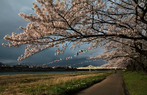 Kitakami sakura matsuri