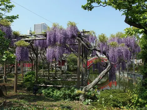 Glycine au Kameido-tenjin Glycine Kameido-tenjin