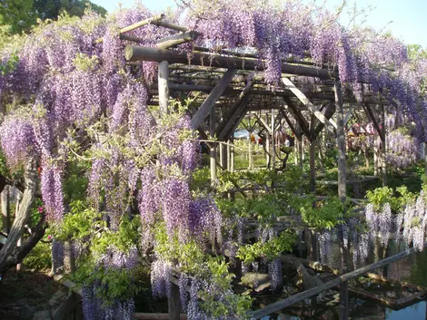 Glycine au Kameido-tenjin