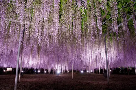 Illuminations sur les glycines du parc floral d'Ashikaga Illuminations sur les glycines du parc floral d'Ashikaga