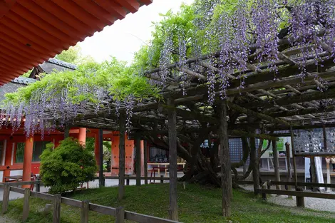 La Glycine Sunazuri no Fuji