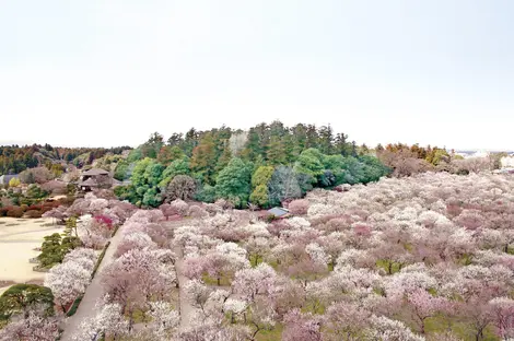 Vue du jardin Kairaku-en lors du festival