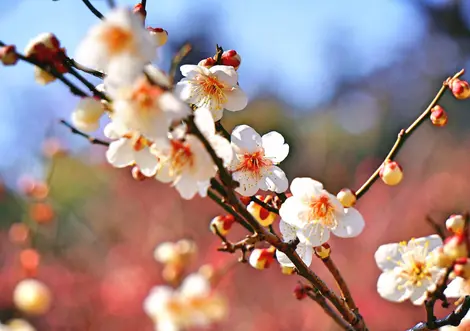 Pruniers en fleurs