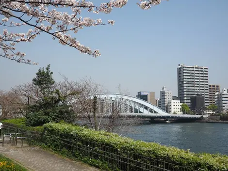 The banks of the Sumida River in spring The banks of the Sumida River in spring