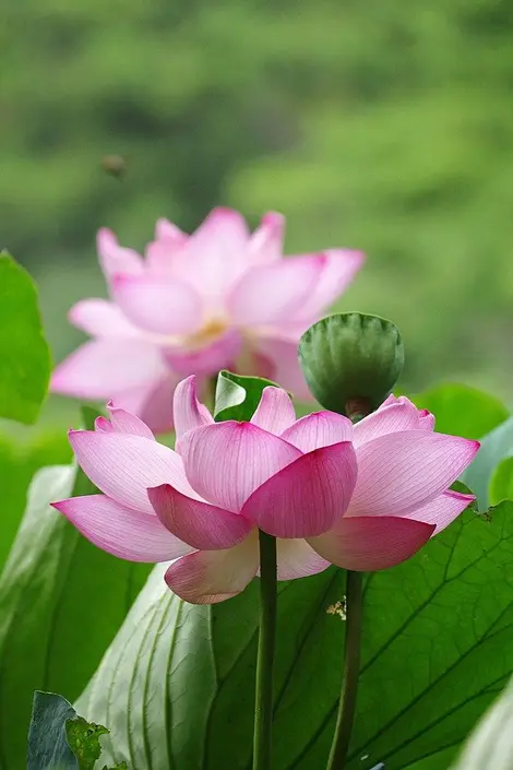Lotus Lotus