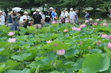 Kodaihasu-no-sato Lotus au Kodaihasu-no-sato