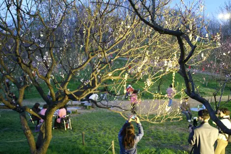 Hanami au parc Hiraoka