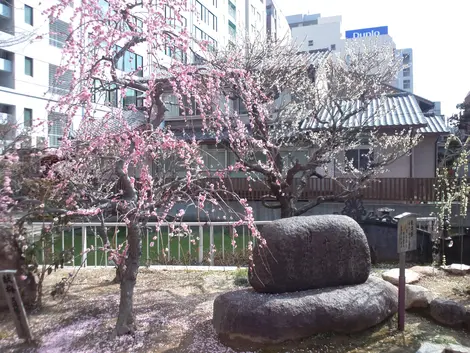 Pruniers en fleurs au sanctuaire Tenma Tenjin Pruniers en fleurs au sanctuaire Tenma Tenjin
