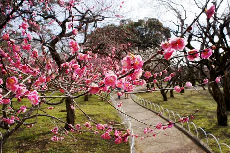 Pruniers en fleurs à Kitano Tenmangû