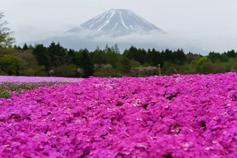 Fuji Shibazakura Matsuri