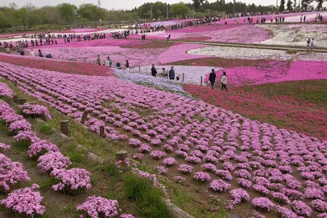 Shibazakura Matsuri du parc de Hitsujiyama, Chichibu