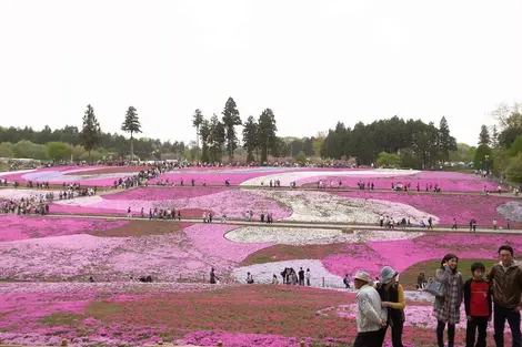 Shibazakura Matsuri au parc de Hitsujiyama, Chichibu Shibazakura Matsuri au parc de Hitsujiyama, Chichibu