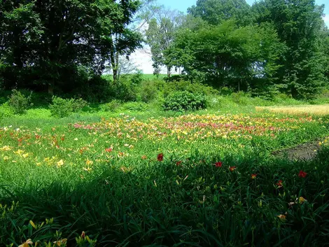 Jardin d'iris au parc Hakko
