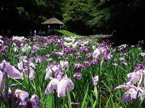 Jardin d'iris - Meiji Jingu