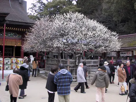 Tobiume du Dazaifu Tenmangû