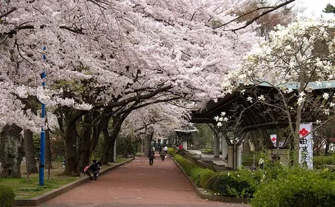 Tsutsujigaoka Park Tsutsujigaoka Park