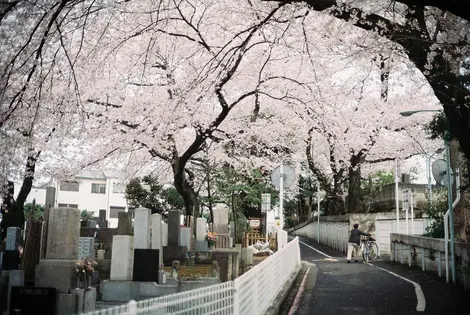 Cerisiers de la variété somei Yoshino au Somei Reien Cerisiers de la variété somei Yoshino au Somei Reien
