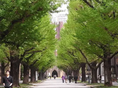 Allée de l'Université de Tokyo