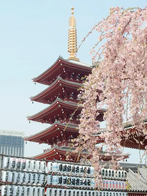 Cerisier en fleurs au temple Senso-ji, Asakusa Cerisier en fleurs au temple Senso-ji, Asakusa