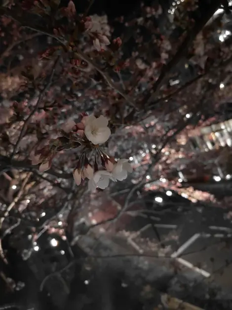 Sakura de nuit à Tokyo Midtwon Sakura de nuit à Tokyo Midtwon