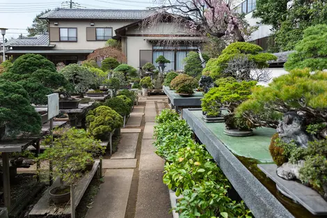 Omiya Bonsai Village Omiya Bonsai Village