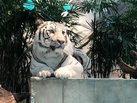 Nifrel_White_Tiger Nifrel_White_Tiger