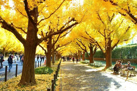 Ginkgo Street Tokyo