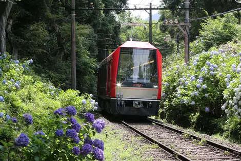 train de la Ligne Hakone Tozan