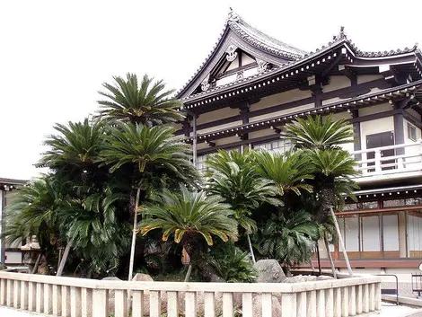 Le cycas du Myôkoku-ji