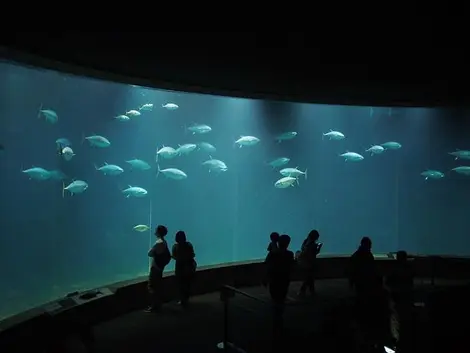 Tokyo Sea Life Park Tokyo Sea Life Park