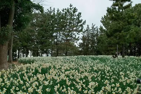 Parc Kasai Rinkai Parc Kasai Rinkai