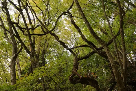 Dans la forêt primaire