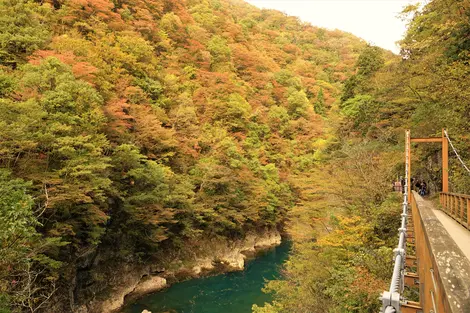 Magnifique forêt durant le kôyô