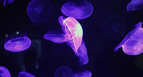 Aquarium Sumida Aquarium Sumida