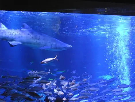Aquarium Sumida Aquarium Sumida