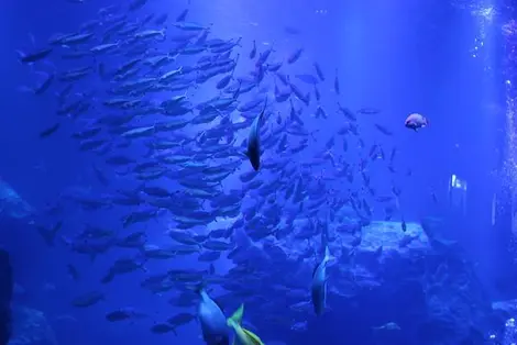 Aquarium Sumida Aquarium Sumida