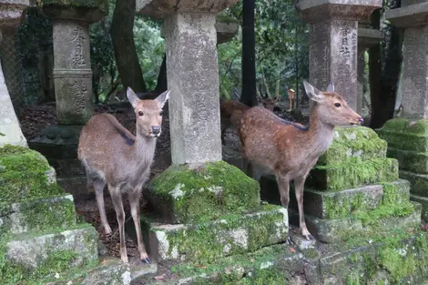nara nara
