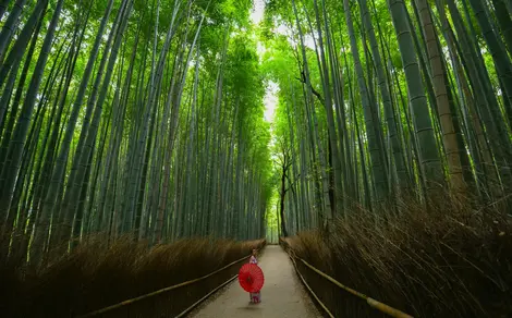 Bambouseraie arashiyama