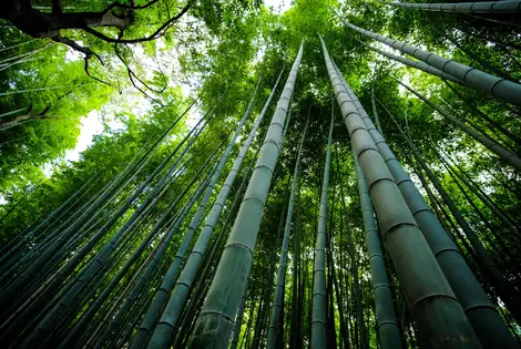 Arashiyama bamboo grove Arashiyama bamboo grove