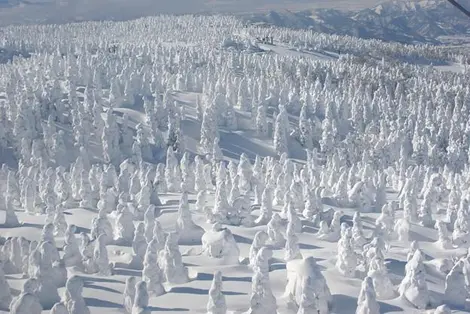 Les snow monsters de Yamagata à Zao Les snow monsters de Yamagata à Zao