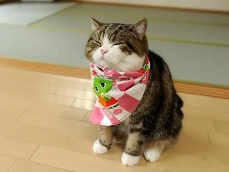 Maru, le chat star d'internet