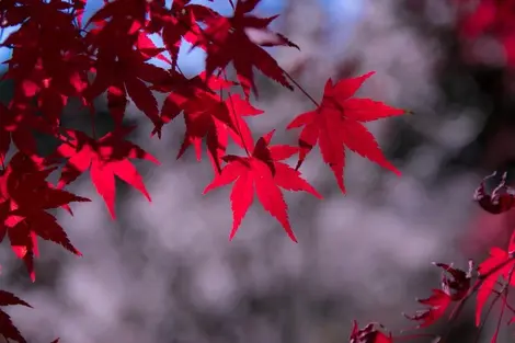 Admirer les cerisiers en hiver