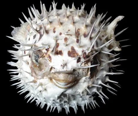 Poisson-lune Poisson-lune